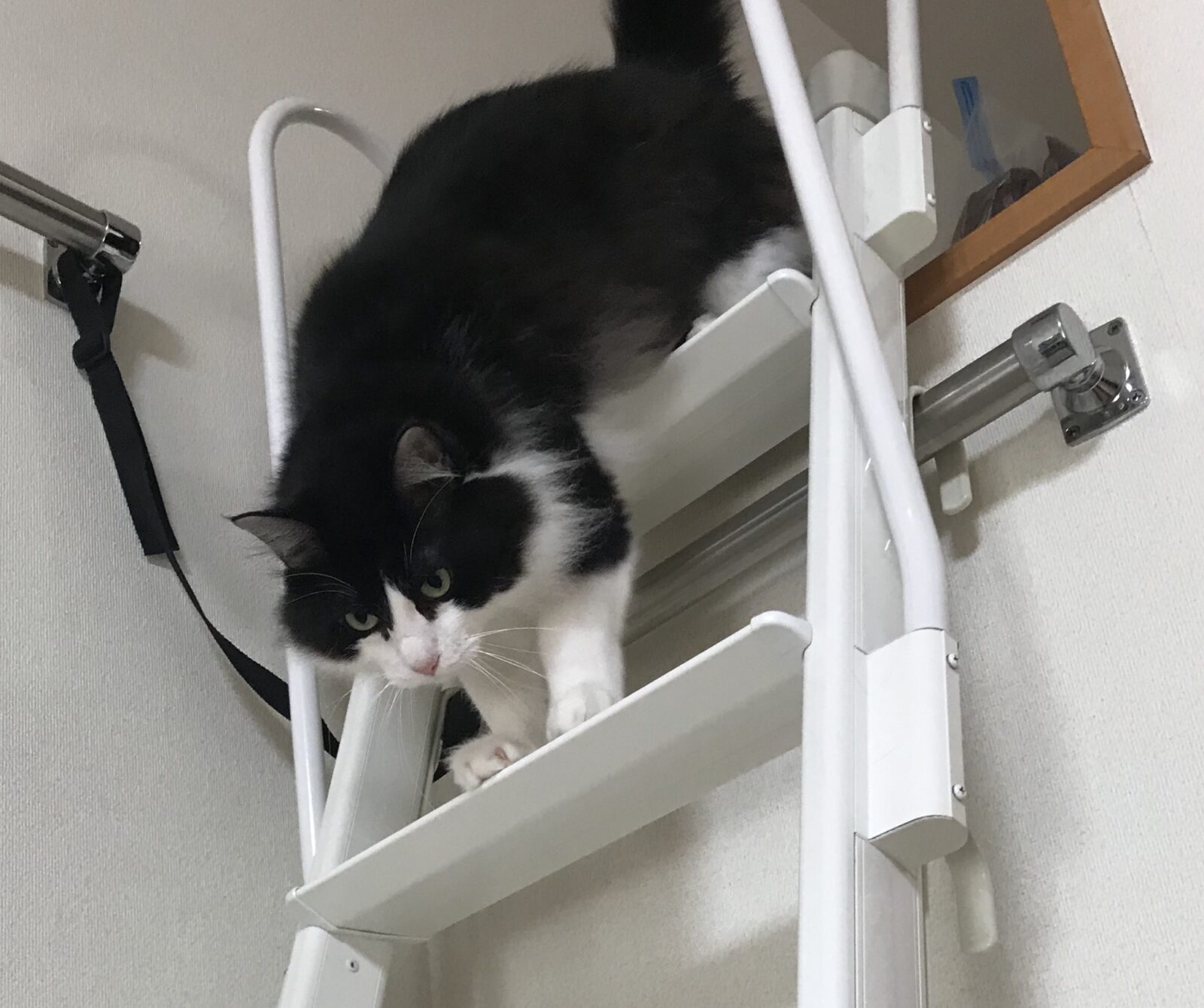 キャットシッター☆福岡市博多区 リン君②