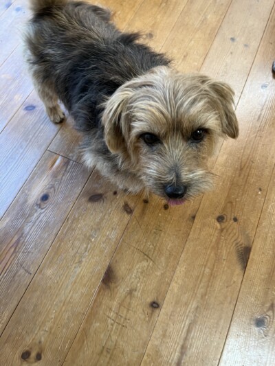 ワンちゃんのカウンセリング🐾