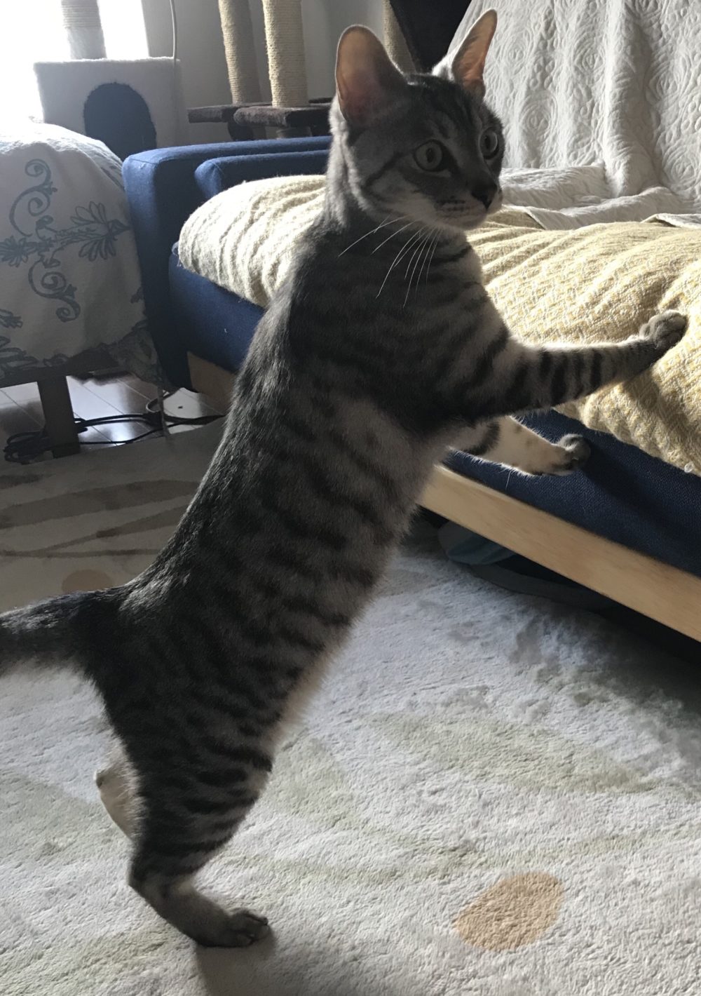 キャットシッター☆福岡市博多区 ハク君⑥