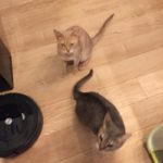 2匹のお世話🐈🐈