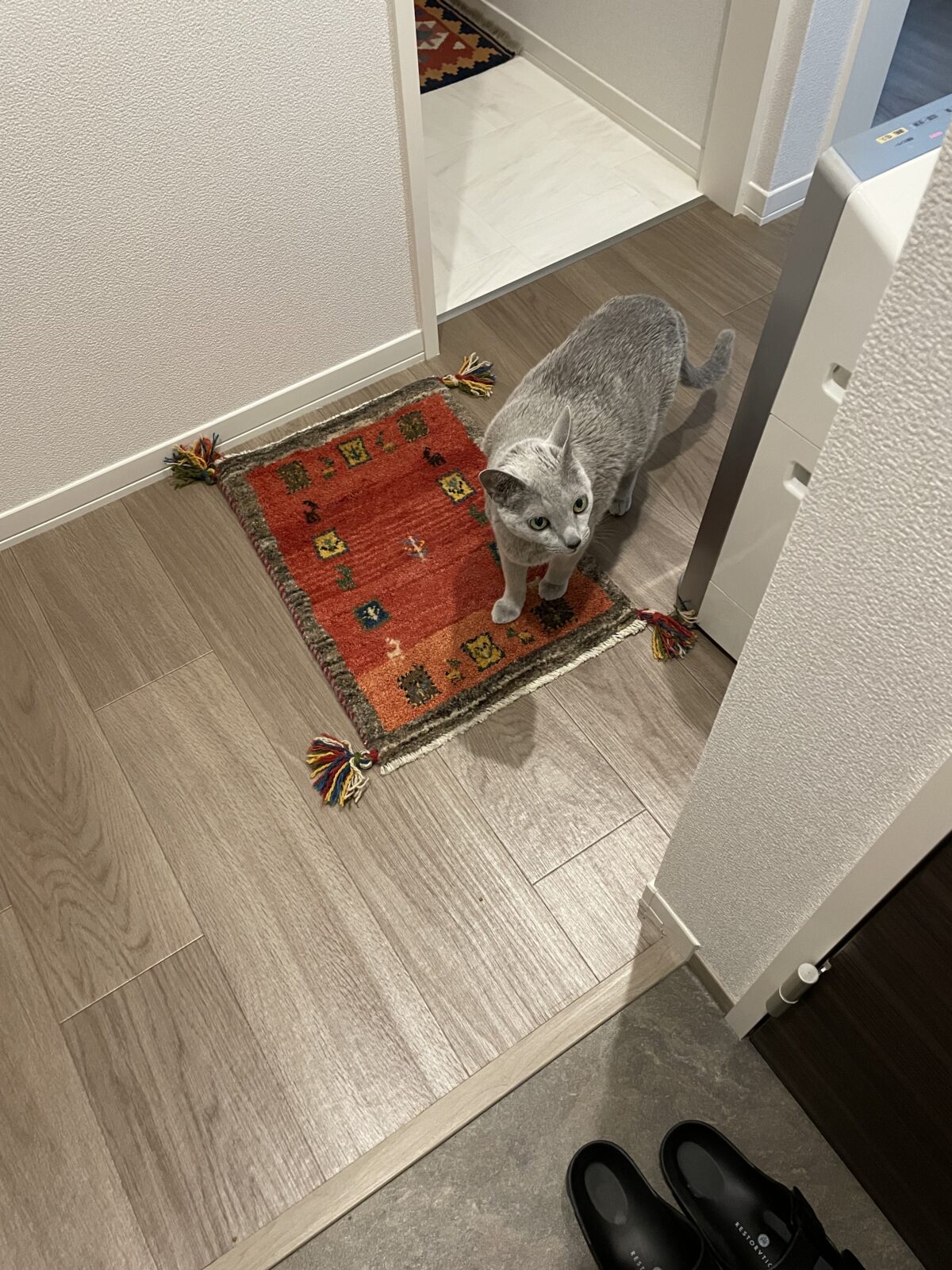 船橋市　ルナくんお世話報告