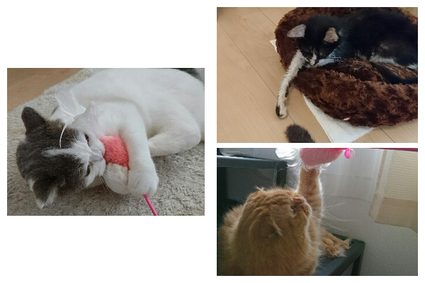 ペットシッター　キャットシッター　猫　評判　口コミ　お客様の声