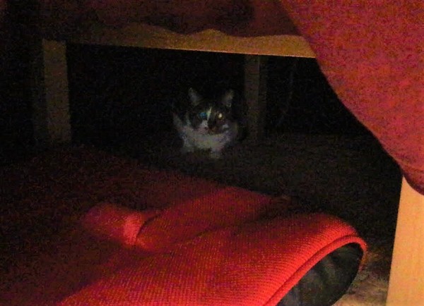 さいたま市　南区　はなちゃん　出てこない(;^ω^)　キャットシッター