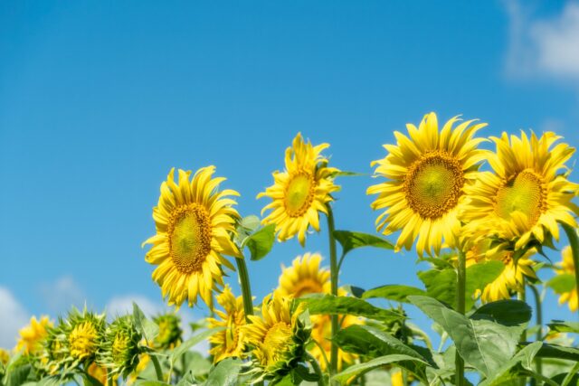 お盆・夏休みのペットシッターご依頼について【津田沼・船橋・習志野エリア】