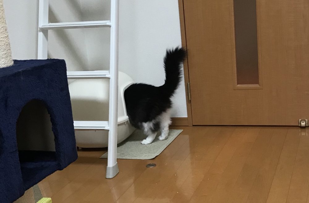 キャットシッター☆福岡市博多区 リン君③