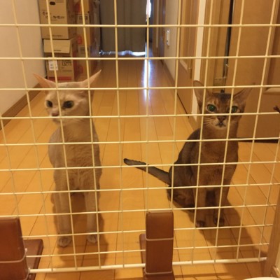 猫ちゃんのお世話🎶