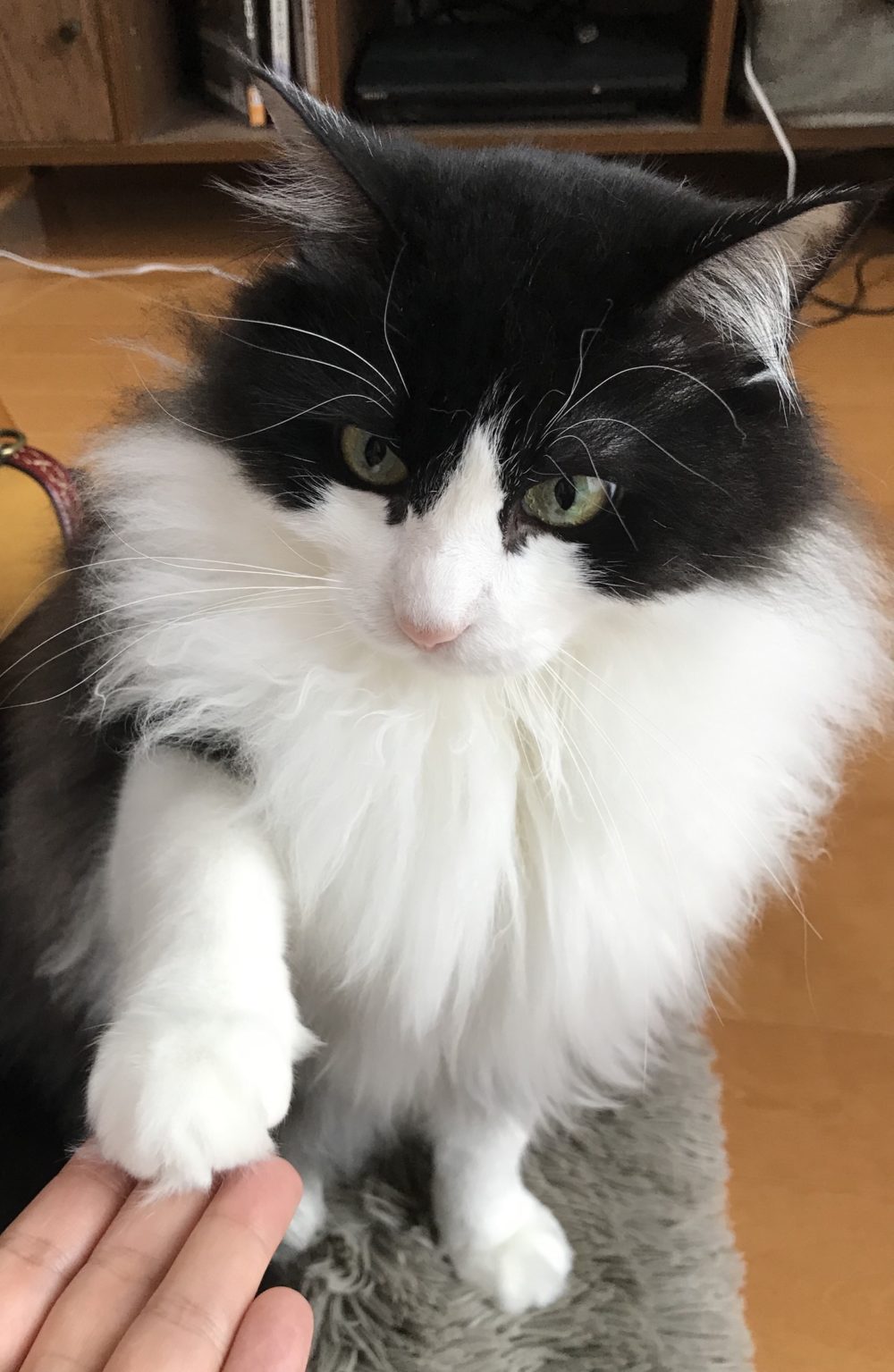 キャットシッター☆福岡市博多区 リン君⑥