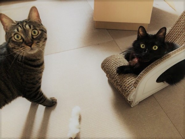 川口市　とら吉君、クーちゃん　お留守番　慣れる