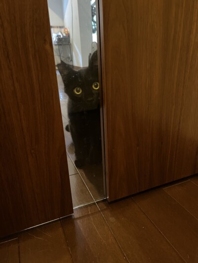 黒猫ちゃんのお世話🐈‍⬛