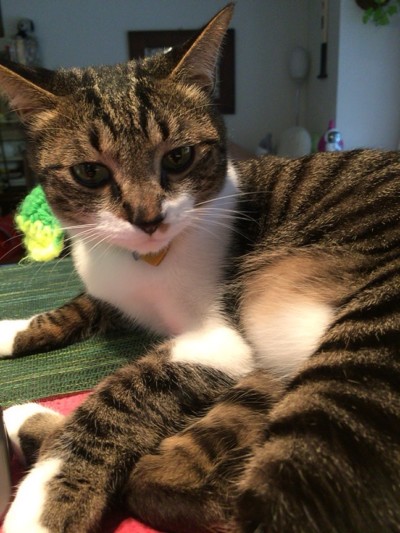 カウンセリング🐈