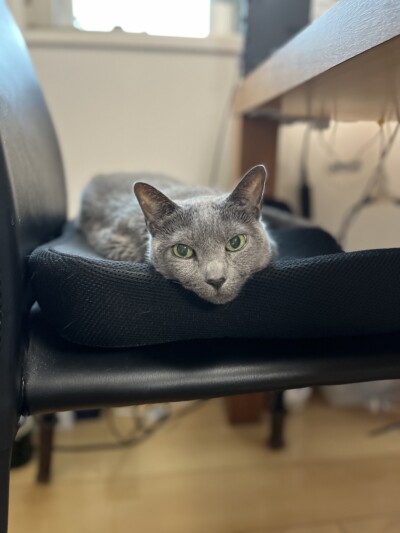 ロシアンブルーちゃんのカウンセリング