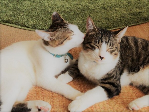 川口市　猫4匹！　ある日突然、、、　お世話の様子　ペットシッター