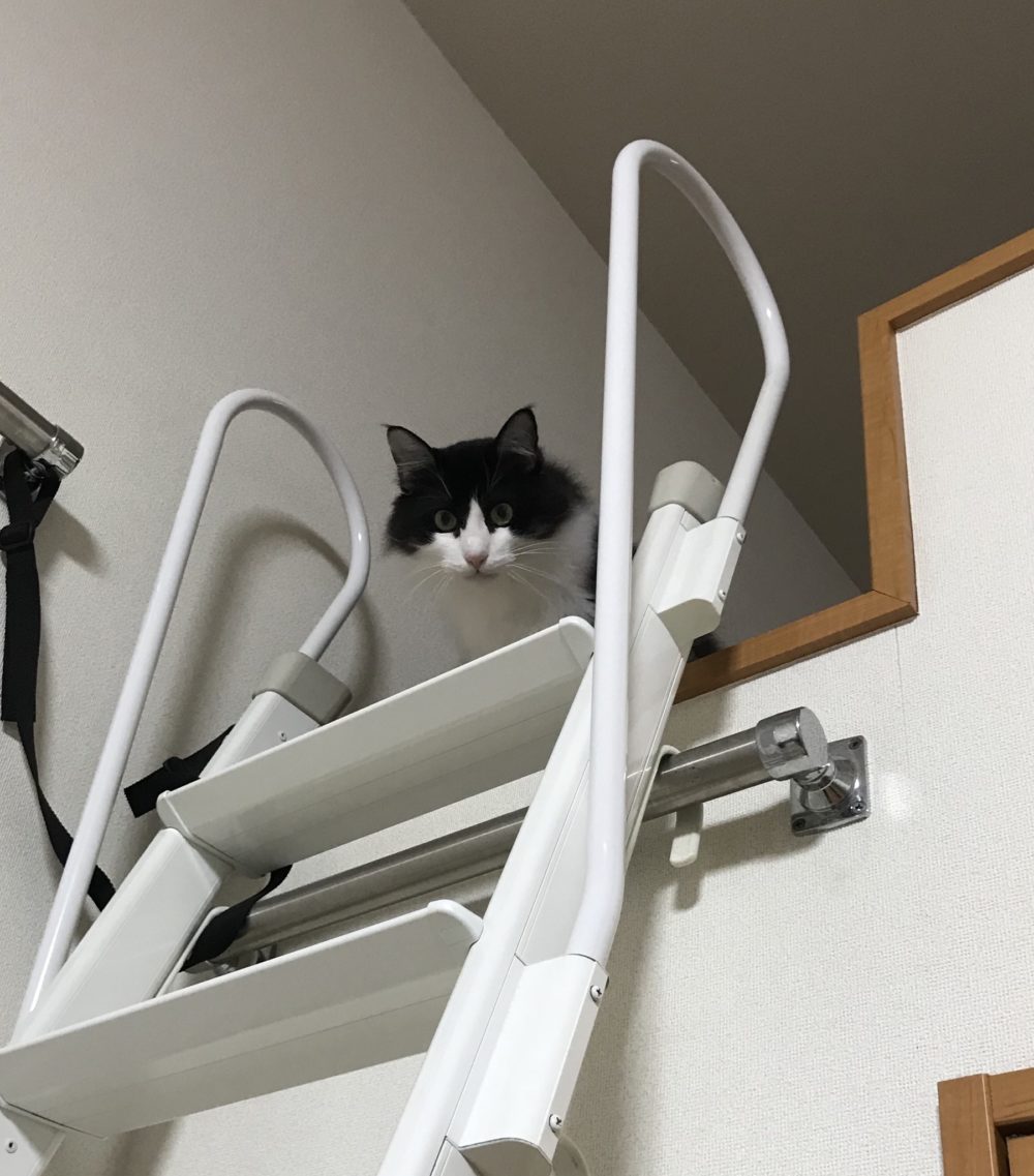 キャットシッター☆博多区 住吉 リン君