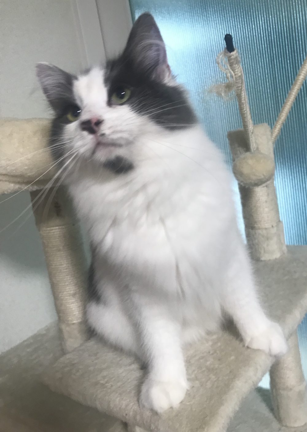 キャットシッター☆福岡市博多区 サモちゃん③