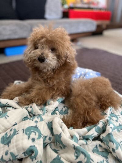 トイプードル シニア犬のお世話🐩