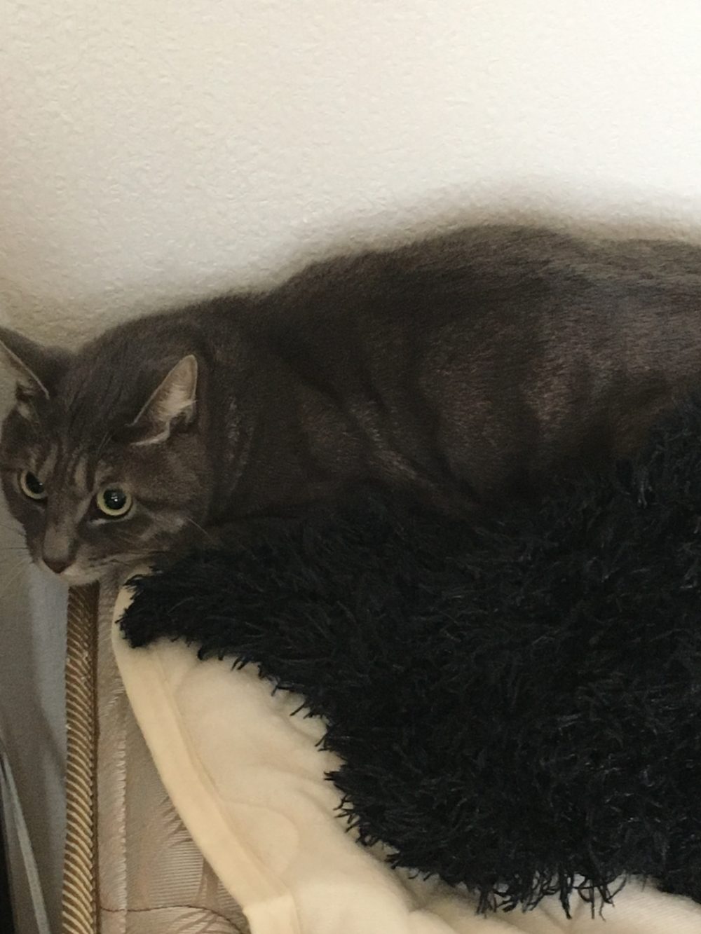 31.1.10藤枝市の猫ちゃんアルくんのお世話１日目