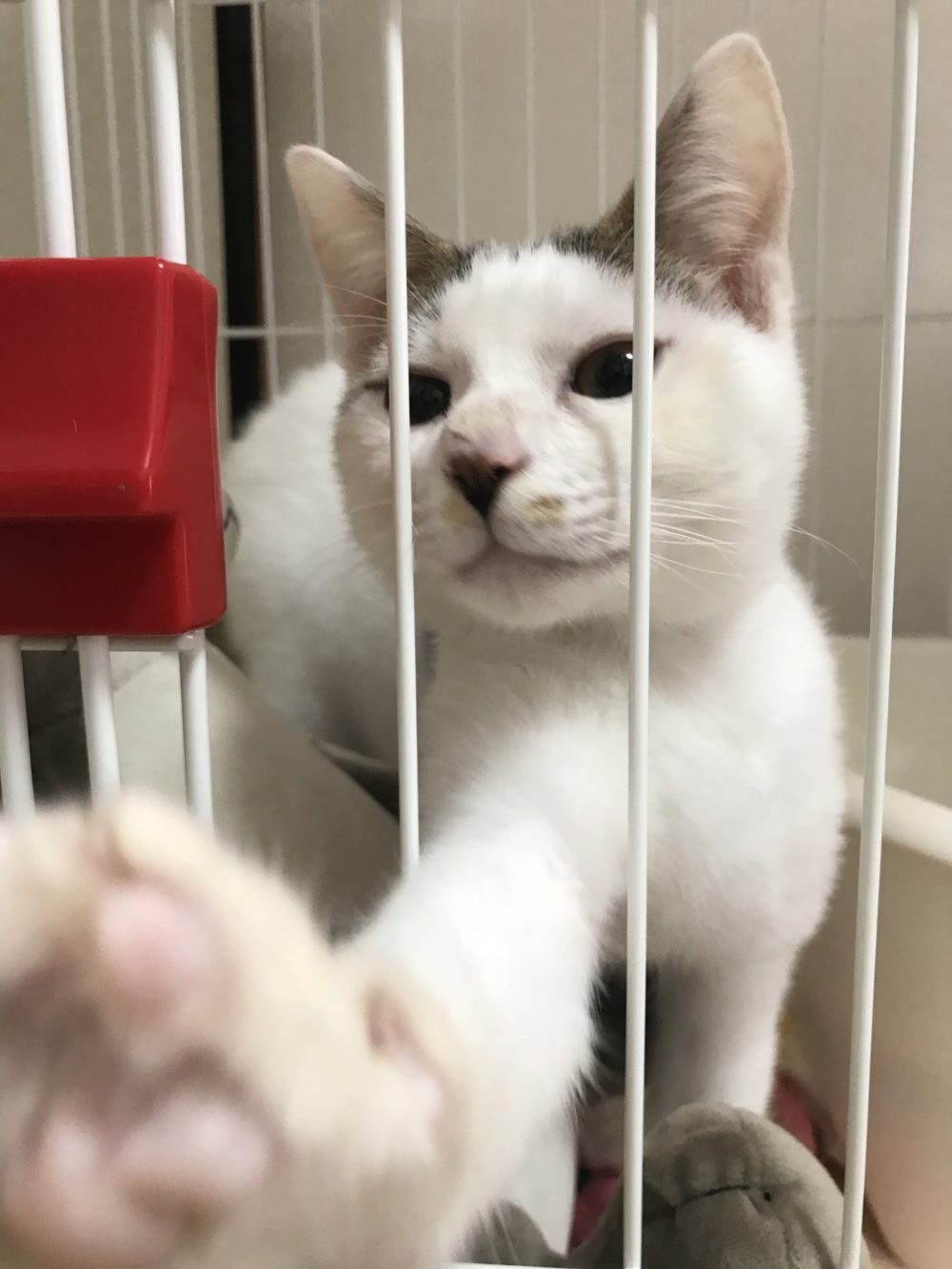 キャットシッター☆福岡市博多区 おむすび君①