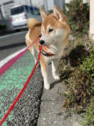 柴犬&豆柴ちゃんのお世話🐾