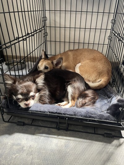 ワンちゃんのカウンセリング🐕