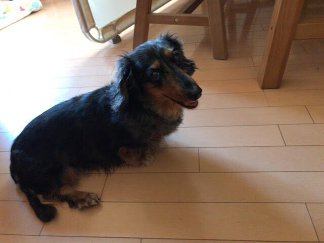 川口市　ミニチュアダックス2頭　初回訪問 ペットシッター