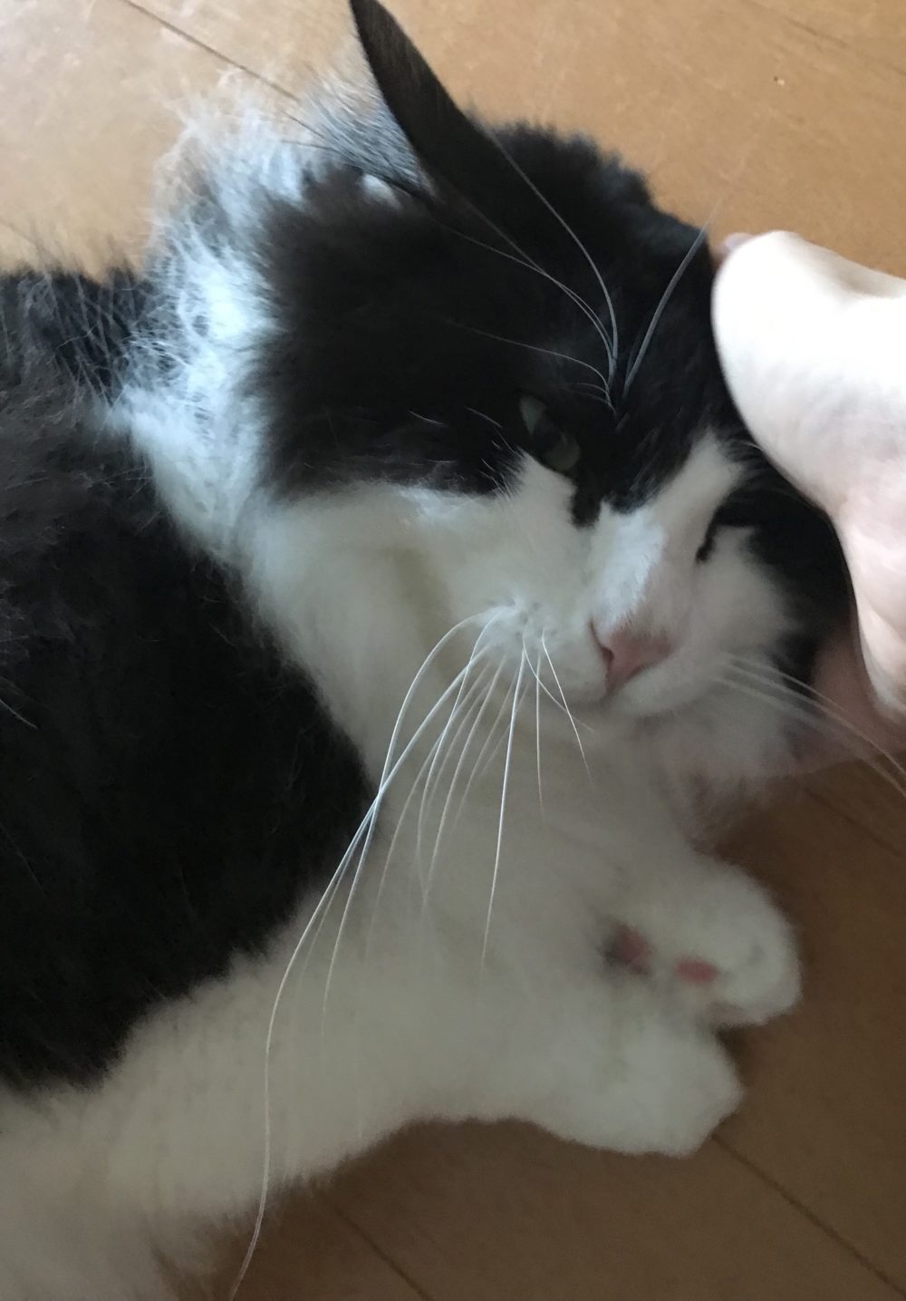 キャットシッター☆福岡市博多区 リン君③