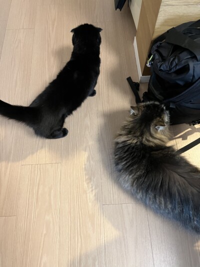 マンチカンちゃんのカウンセリング🎶