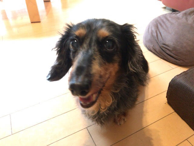 川口市　らむねちゃん、ごえもん君　お世話の様子　ペットシッター