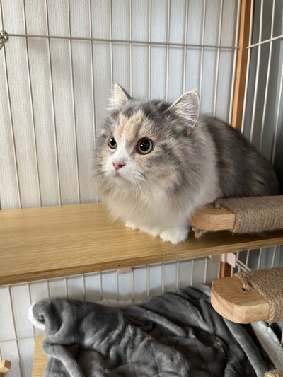 パピー猫ちゃんのカウンセリング🐈
