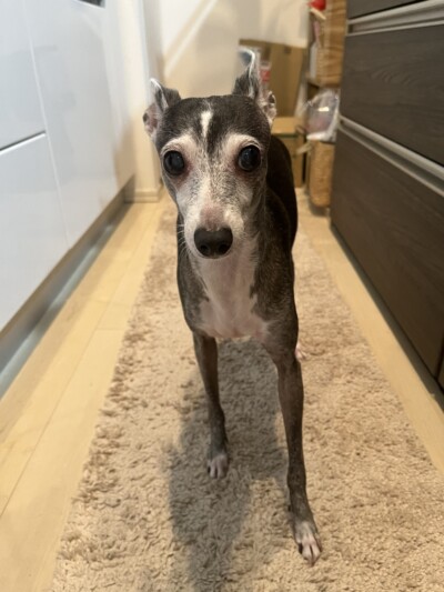 イタグレちゃんのカウンセリング