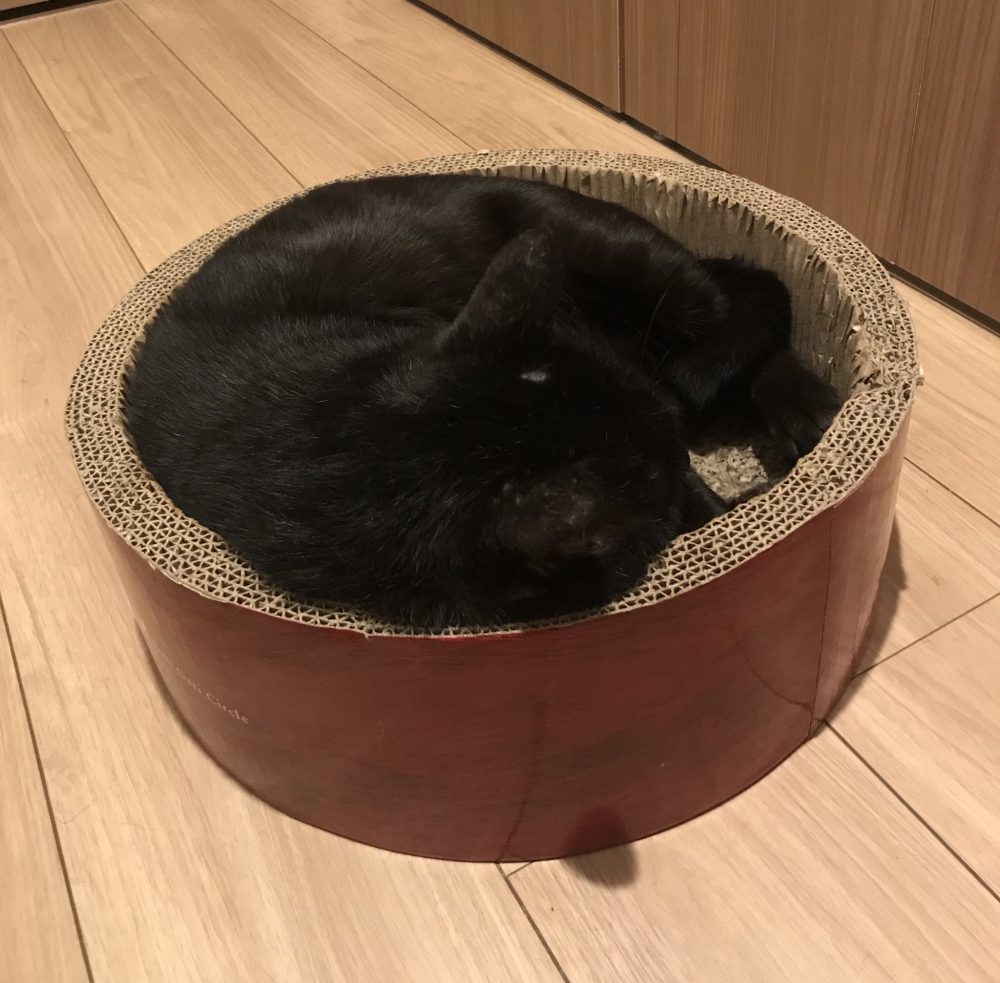 キャットシッター☆博多区 保護猫 シュトウ君③