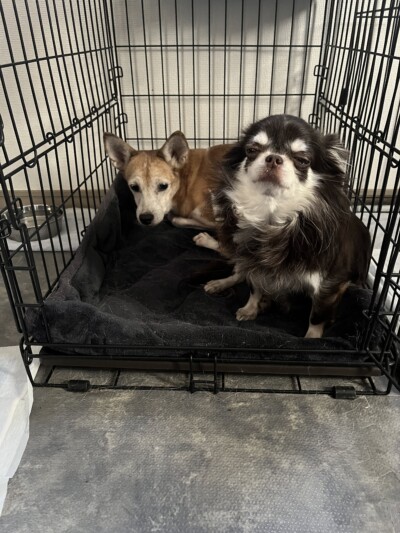 チワワ&mix犬のお世話