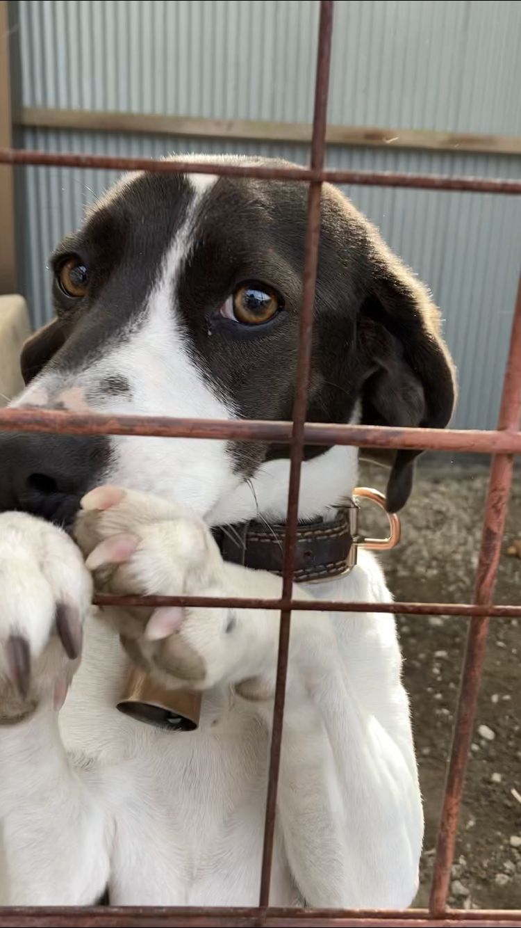 R3.2.26〜28藤枝市ポインター&ビーグルMIXユキちゃん