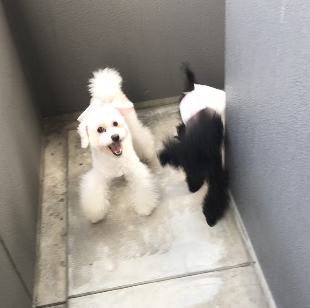 ペットシッター☆ライナー君&ルピ君②