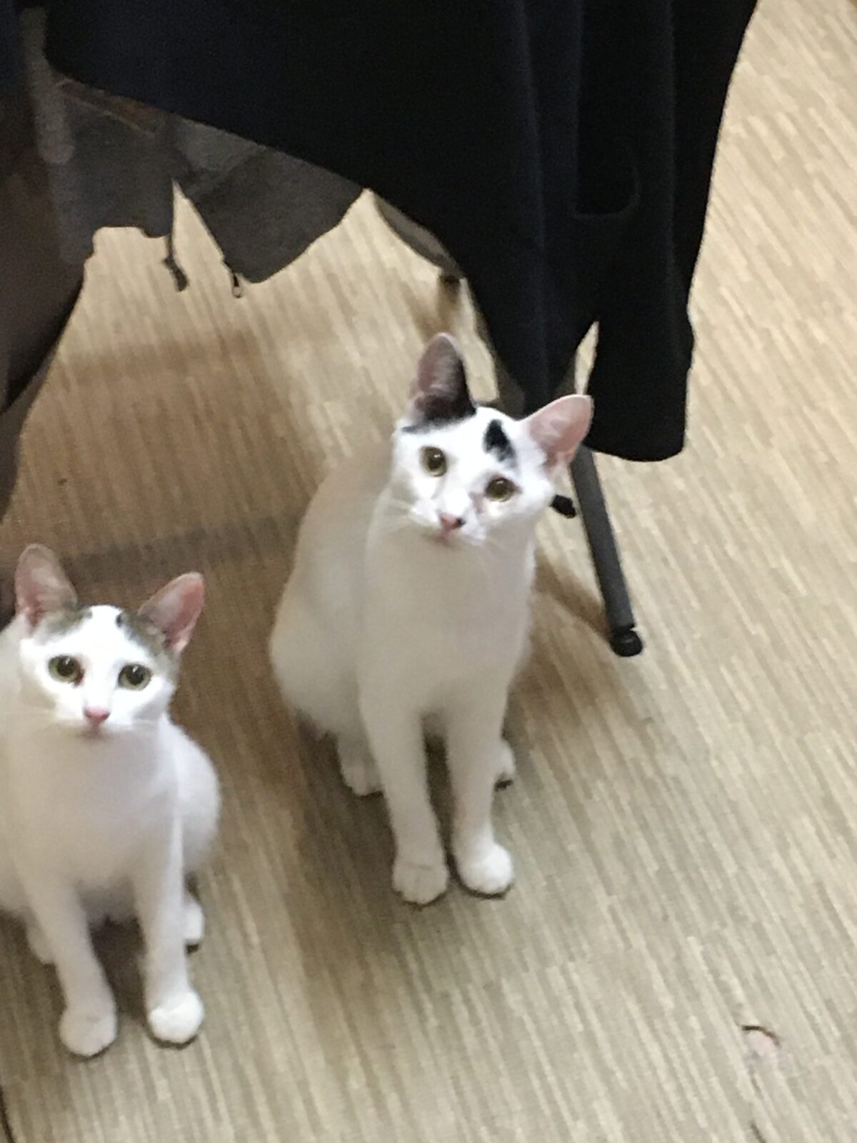 R2.8.17〜19藤枝市のにゃんずしろくん.たらちゃん①