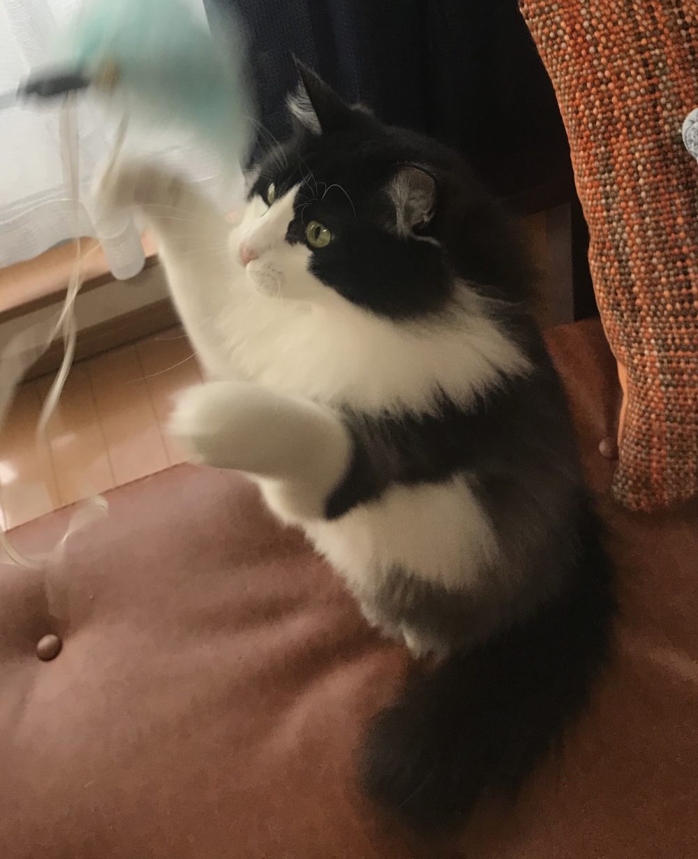 キャットシッター☆福岡市博多区 リン君④
