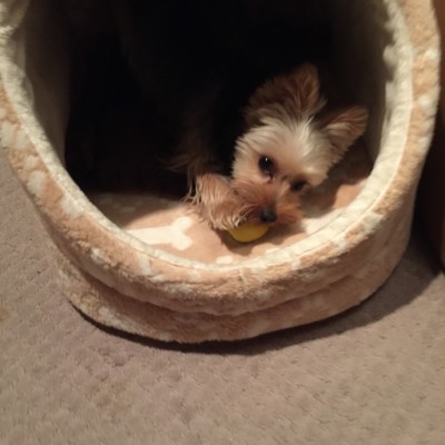 ゴンちゃんのお世話