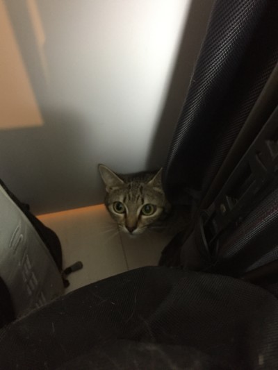 カウンセリング🎶