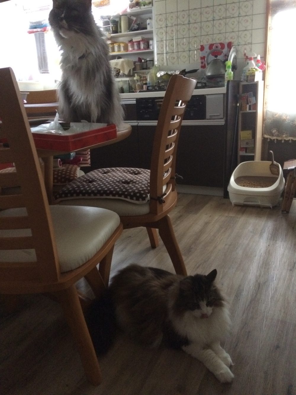 30.6.23仮宿のオンちゃんアン君のお世話3日目