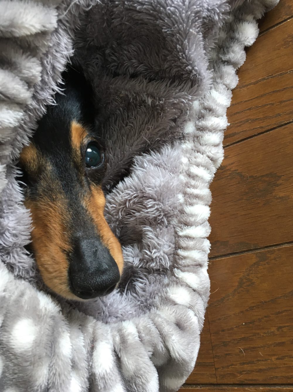 R1.5.24〜25藤枝市駅前2匹のミニチュアダックス