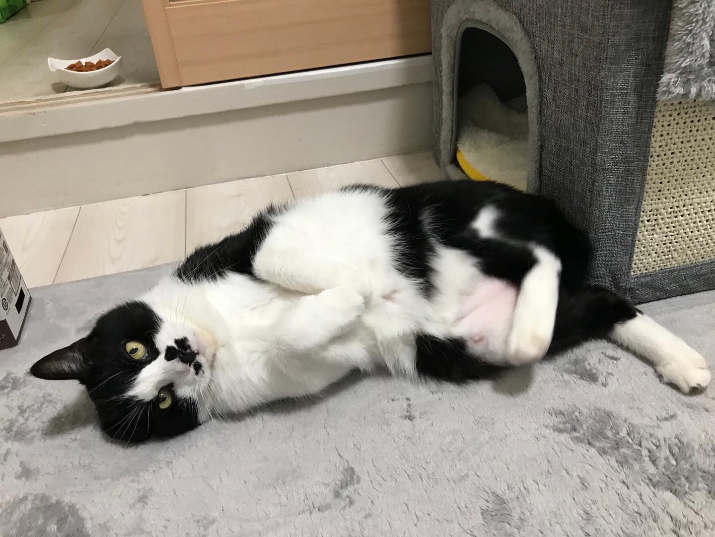 鶴見区ペットシッター　猫ちゃん