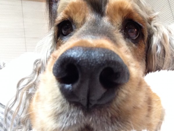 ワンちゃんの肥満　手づくり食って？