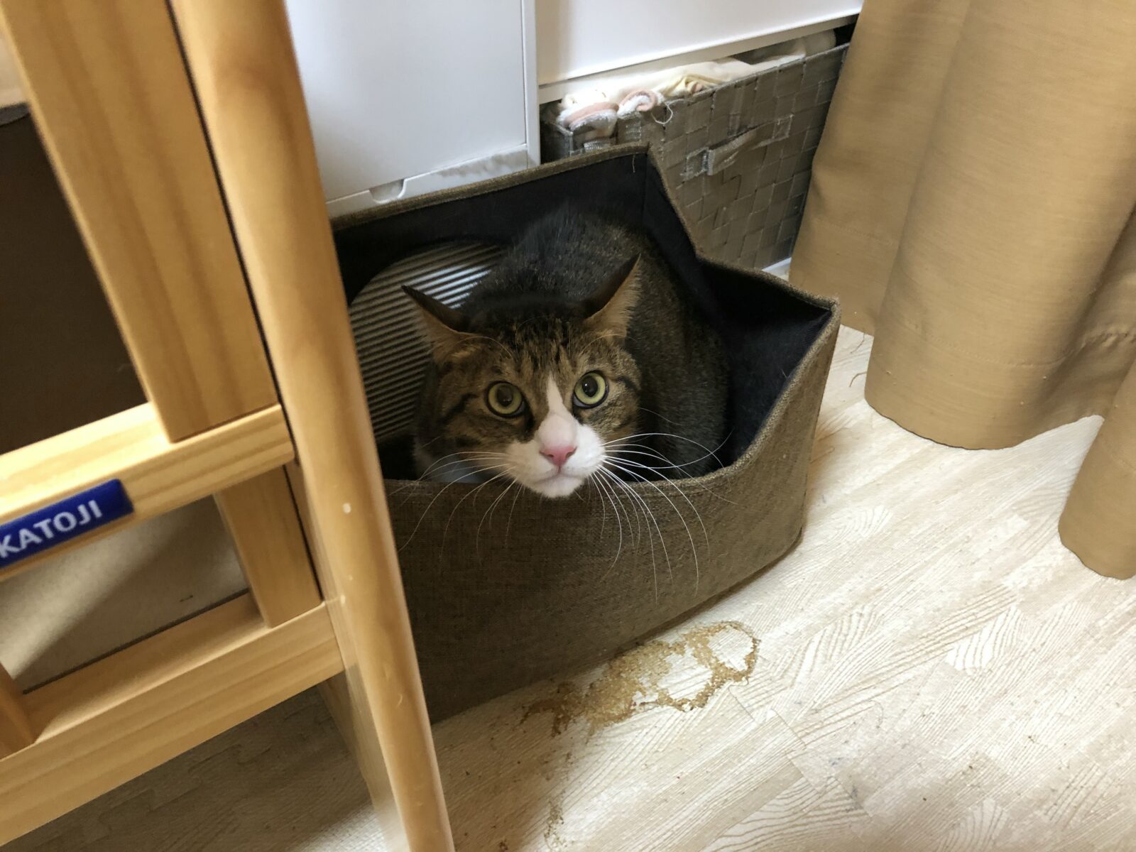 伊勢原市 カイくん マコちゃん サラちゃん リピートのご依頼②