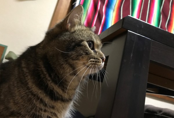 マンチカンのマル君　ツンデレはなちゃん　猫のお世話♬　横浜のペットシッター