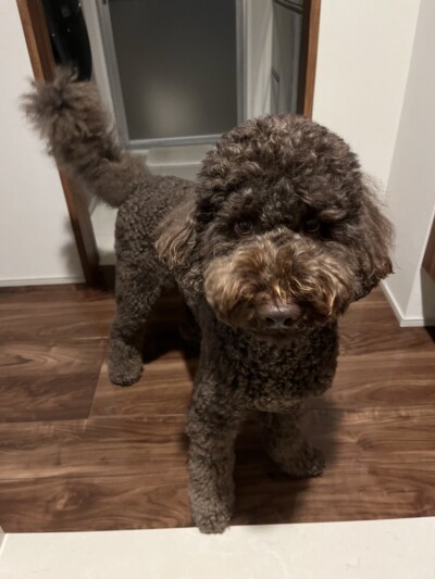 ドゥードゥルちゃんのお世話‍