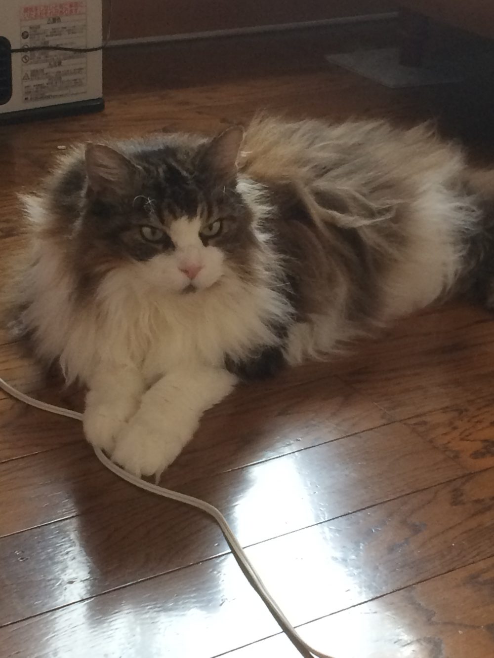 30.8.6藤枝市仮宿 2匹の猫達の3回目のお世話1日目