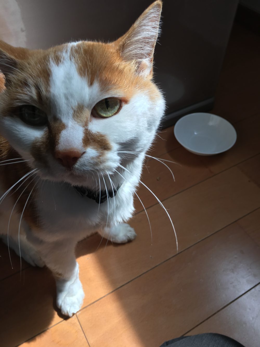 31.3.27・3.29藤枝市猫のかんきちくんのお世話