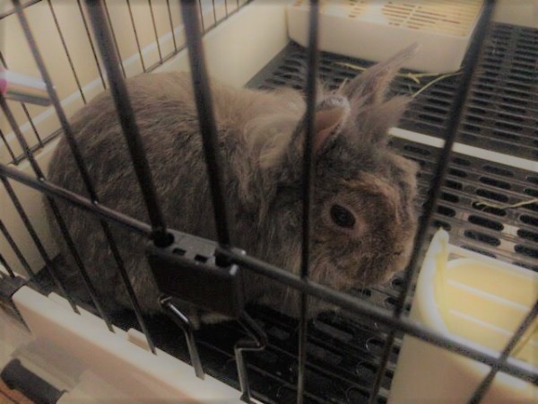 さいたま市緑区　うさぎ　初回訪問　ペットシッター