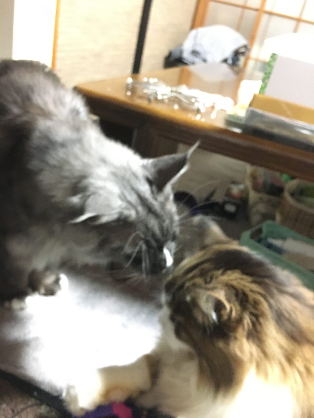 R1.12.26〜27藤枝市のメインクーンズ7回目