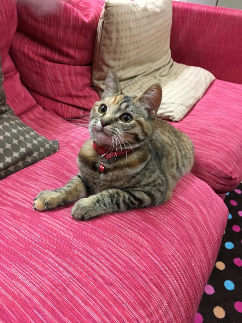 R1.5.5〜6藤枝市 子猫のすゞ子ちゃん