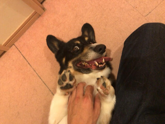 越谷市　大和君　お世話　ペットシッター